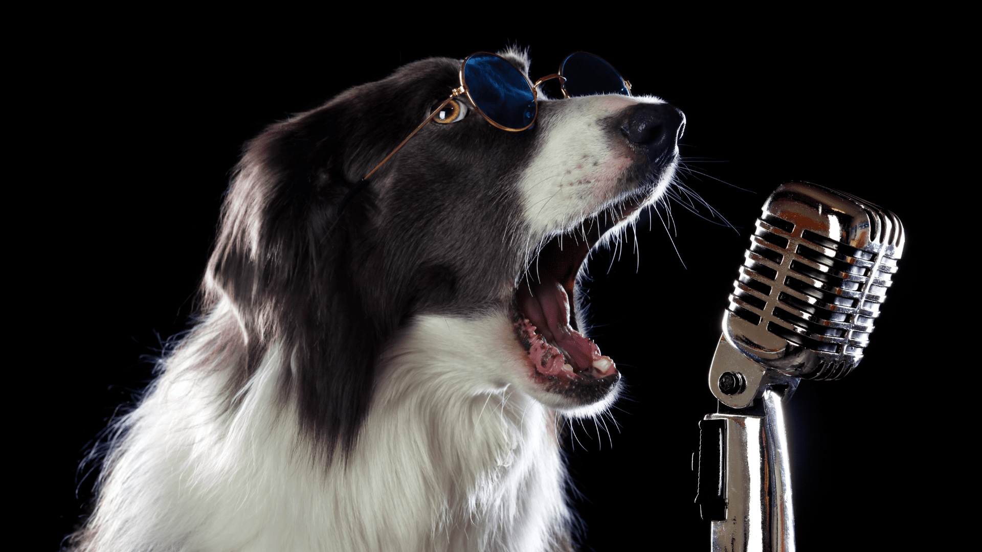 A dog wearing sunglasses and a microphone.