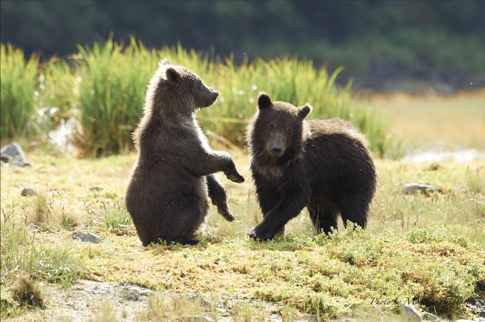 Two bears are playing together in the grass.